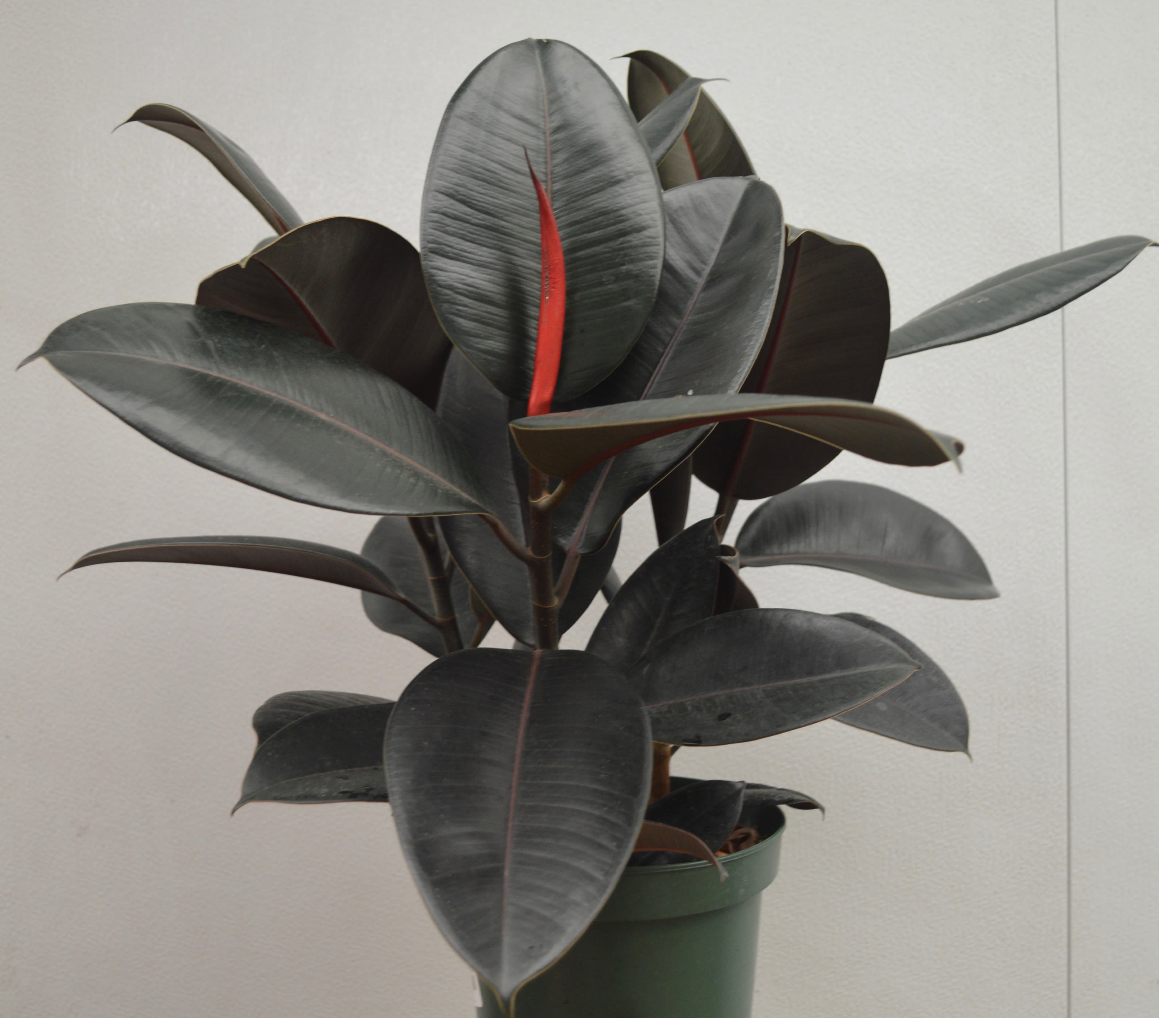 Potted rubber plant with large dark green leaves and red new growth