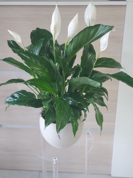 Peace lily - Lush peace lily with multiple white spathes and glossy green leaves in a smooth white pot on clear stand