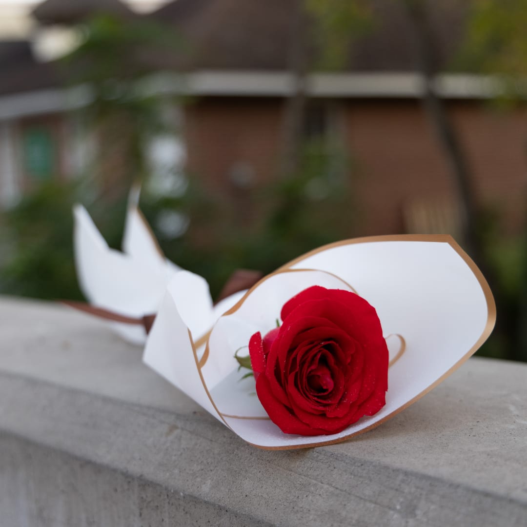 Single red rose wrapped in white paper on a ledge