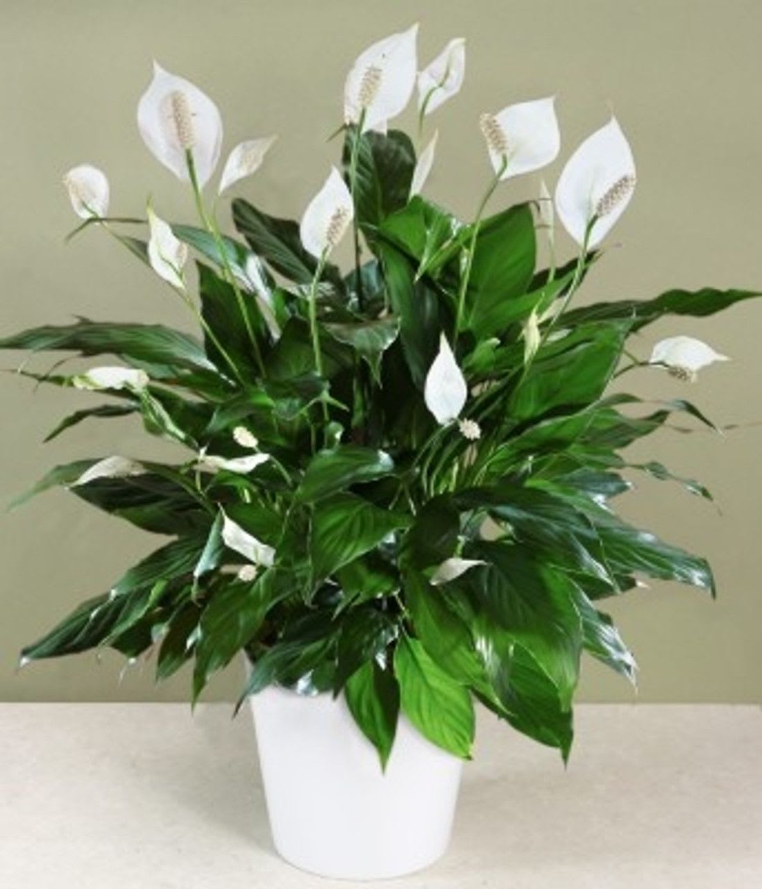 White peace lilies in a white pot