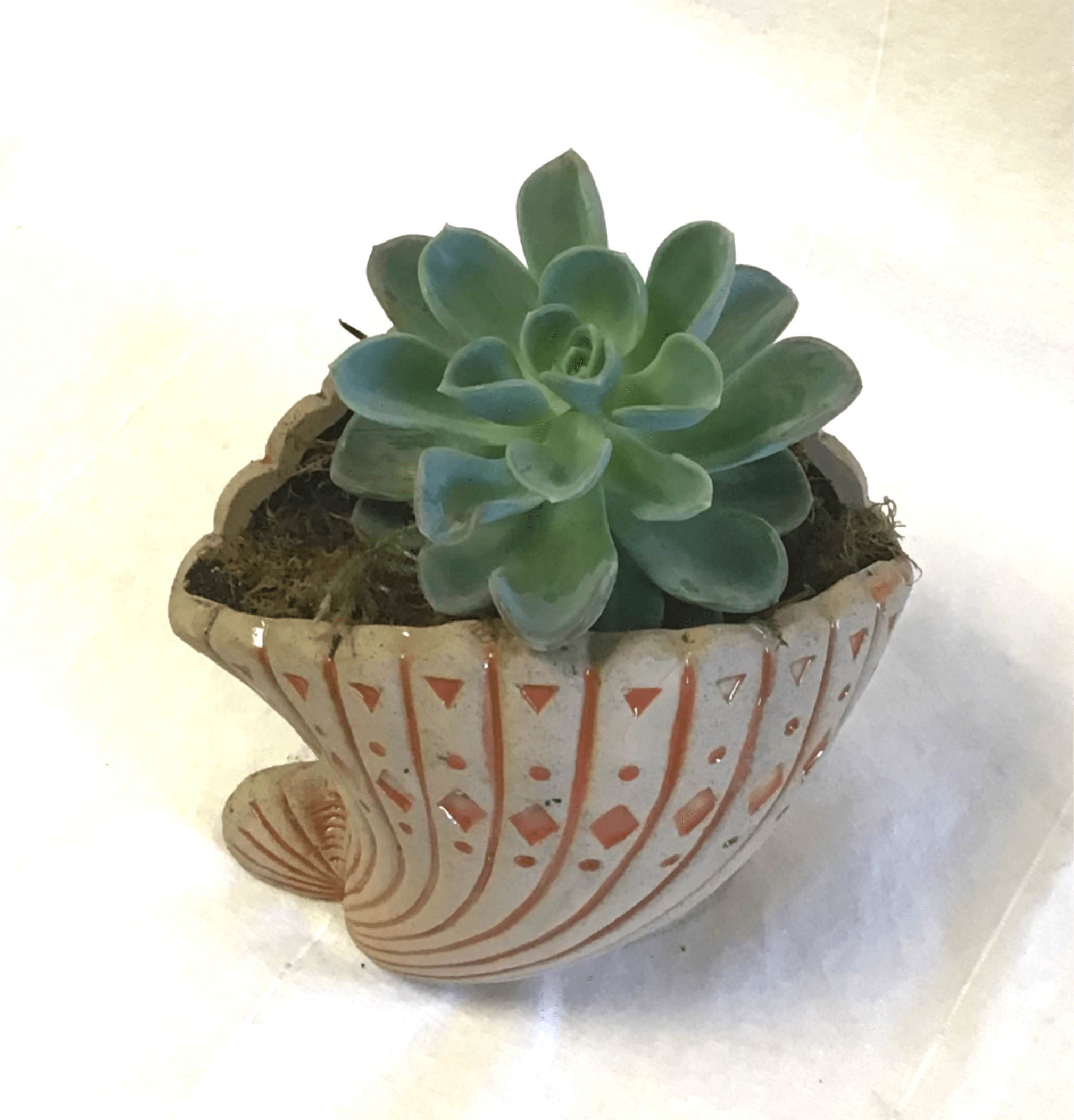 Seaside Succulent Planter - A single rosette-shaped succulent tucked into a shell-shaped ceramic planter offers a calm, modern gift with coastal charm - a perfect summer housewarming or birthday accent. This compact arrangement reads as thoughtful "just because" florals for the person you're thinking of and also makes a low-maintenance Father's Day or thinking-of-you surprise that fits on a desk, shelf, or windowsill.  The succulent's thick blue-green leaves create a sculptural, tactile centerpiece against the cream ceramic shell, which is finished with pink-orange geometric stripes and cutout accents for a handcrafted, seaside look. Low-profile and compact, the planter measures small enough for tabletops and workspaces while still delivering visual impact.  Give it to someone moving into a new place, celebrating a birthday, or anyone who appreciates easy-care greenery - the kind of gift that says you noticed the little things. Succulents prefer bright, indirect light and occasional watering, so this piece will feel at home year-round with minimal care.