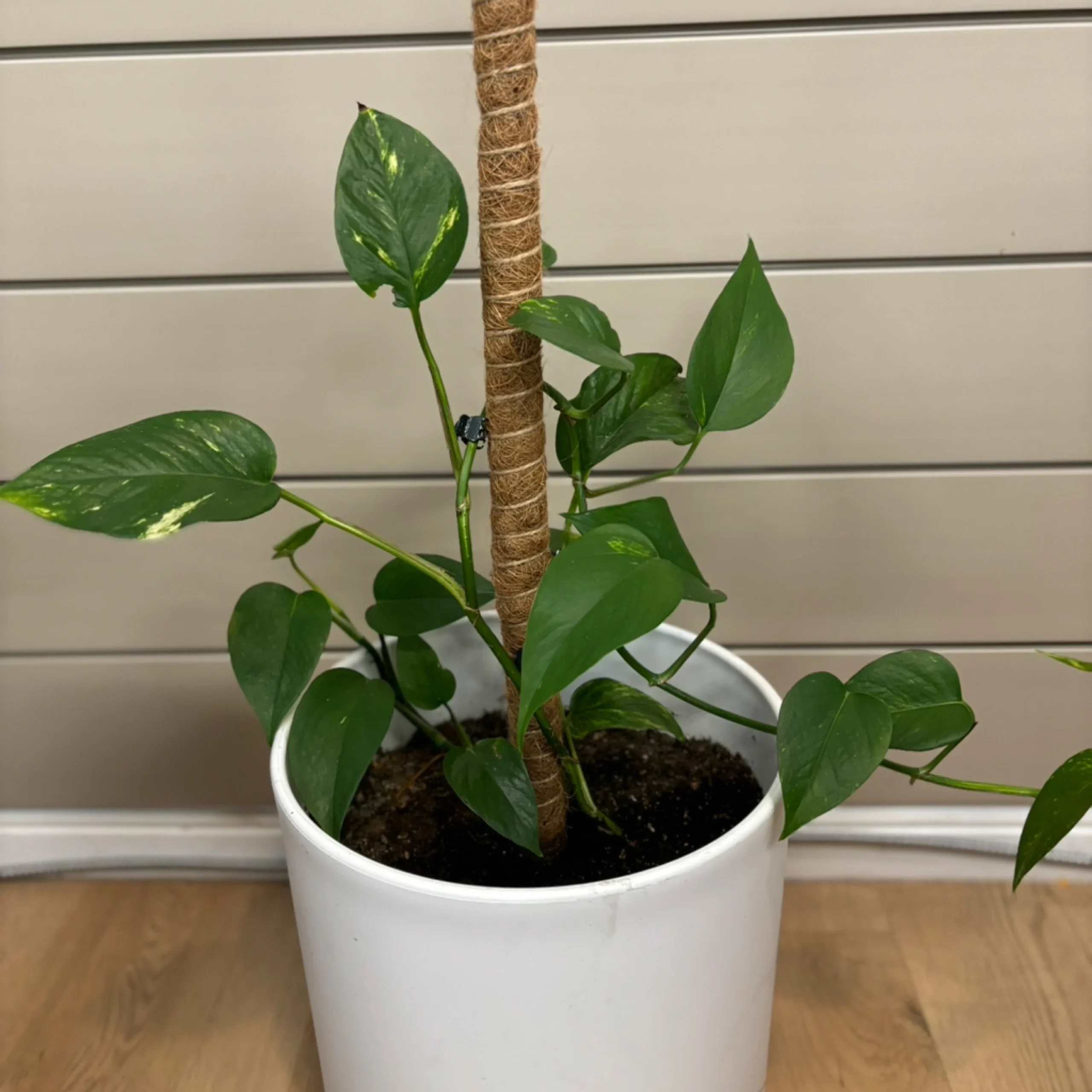 Potted green houseplant with heart-shaped leaves and a support pole
