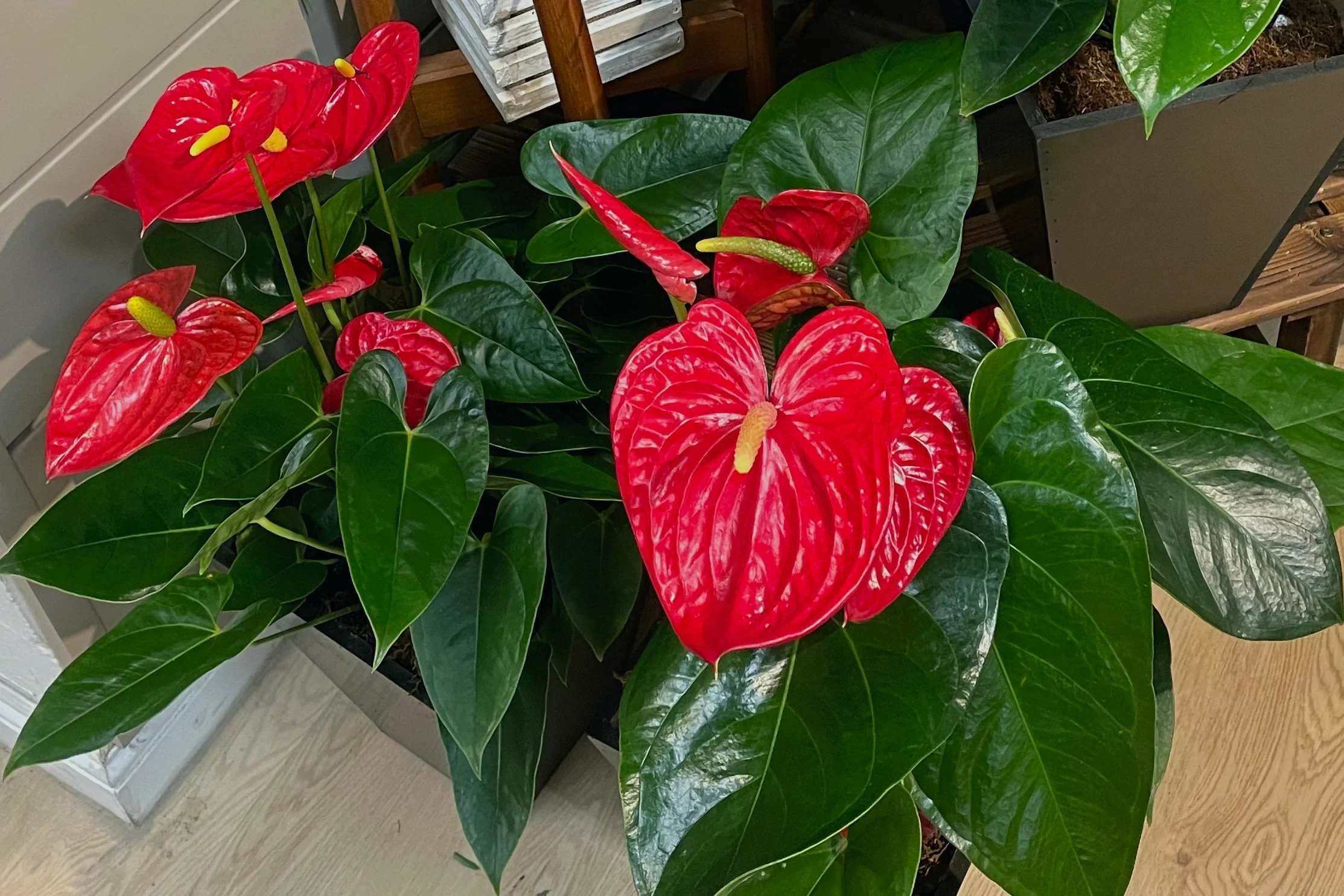 Potted anthurium plants with glossy red blooms