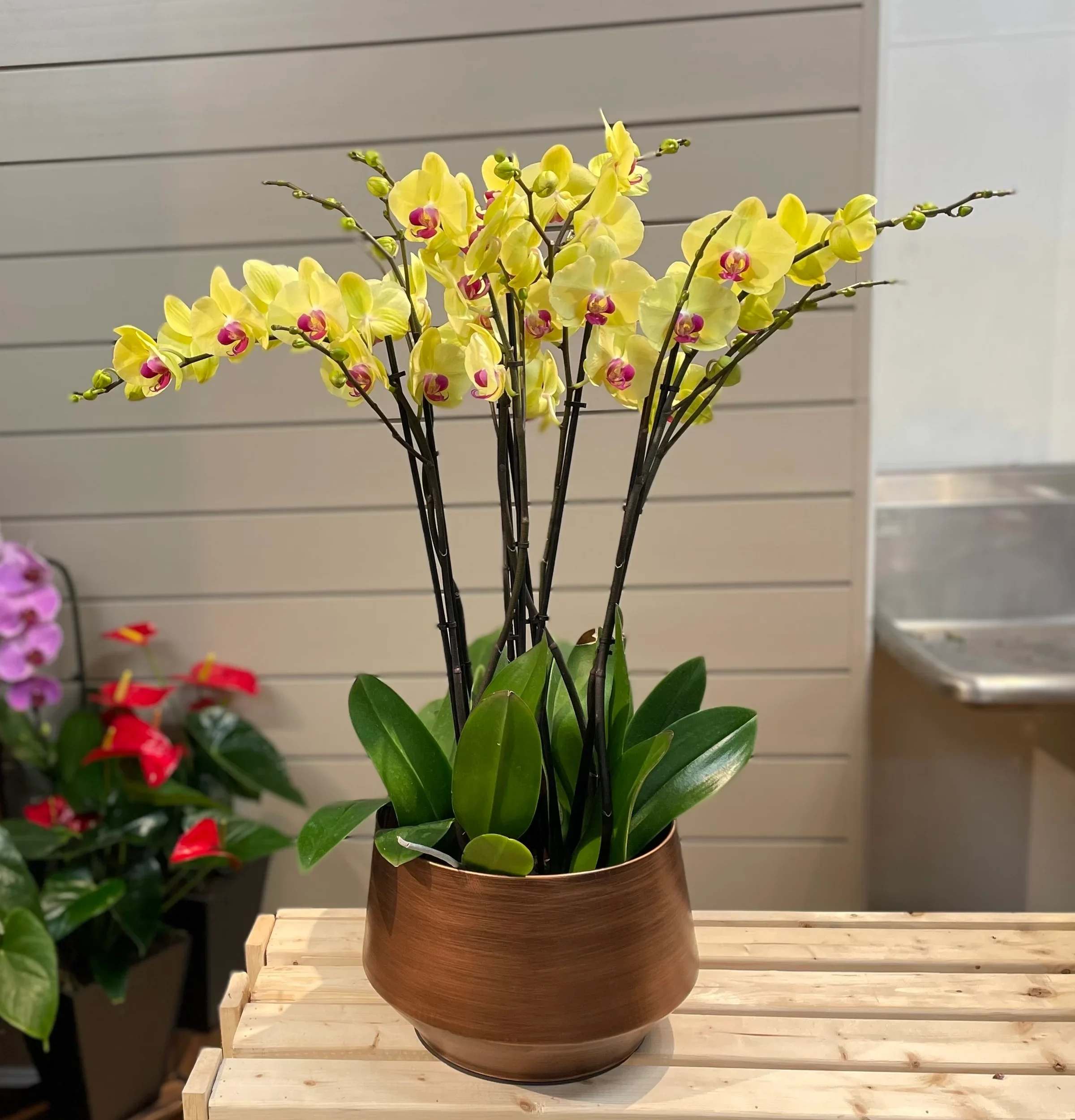 Yellow orchid arrangement in a bronze pot