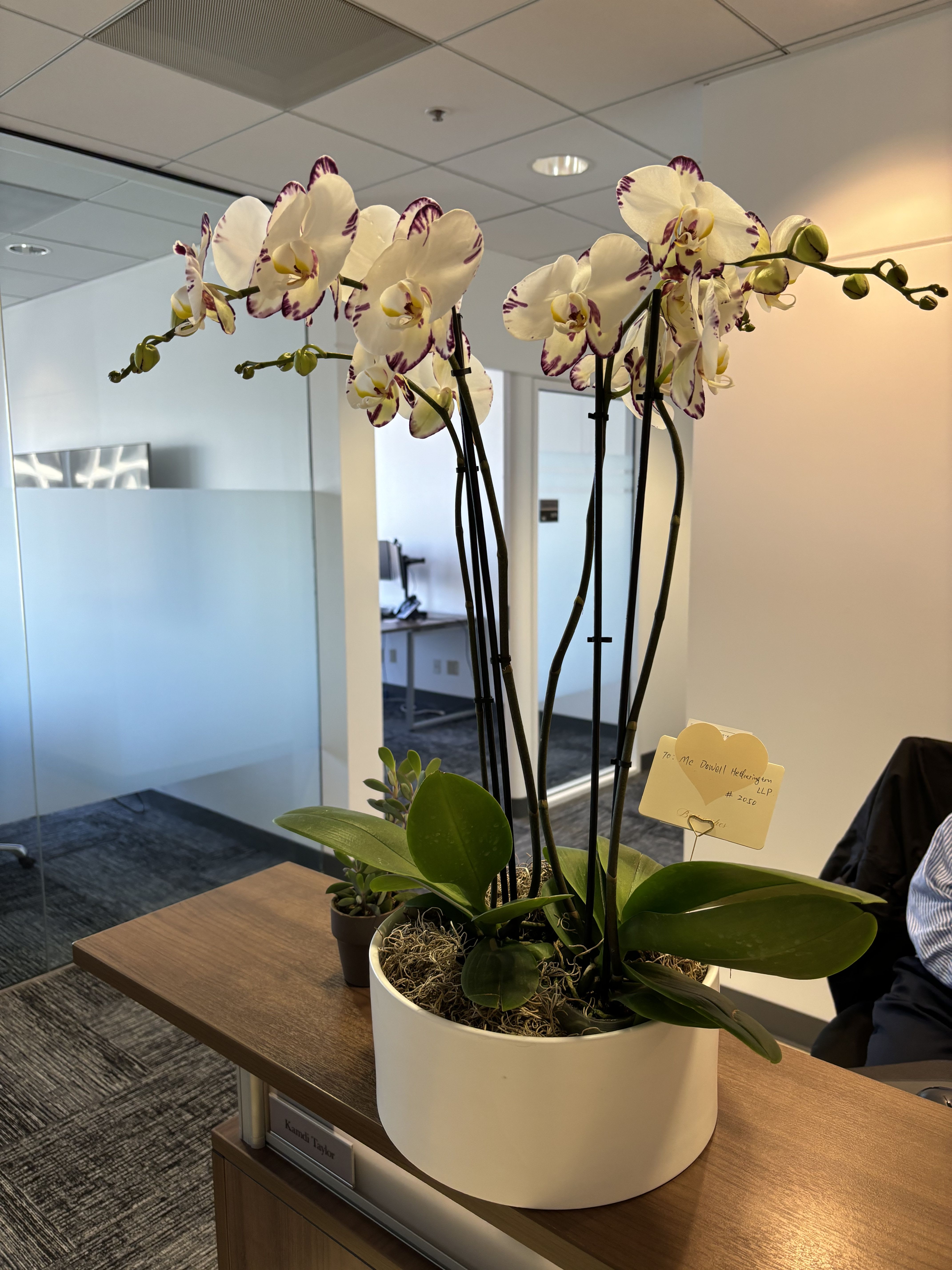 White orchids with purple-edged petals in a white planter on a desk