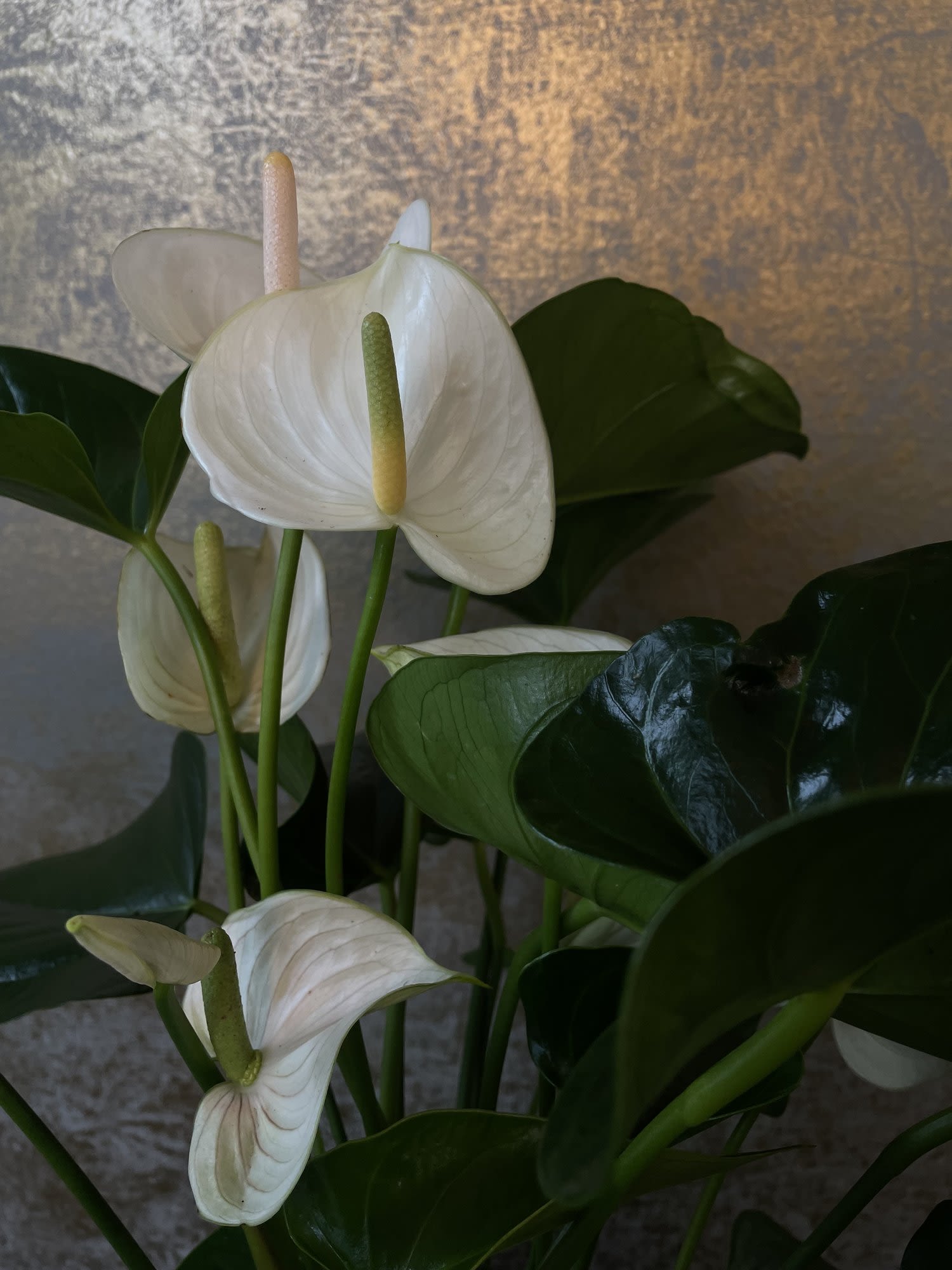 White anthurium plant with tall spadices and dark green leaves against a textured gold background