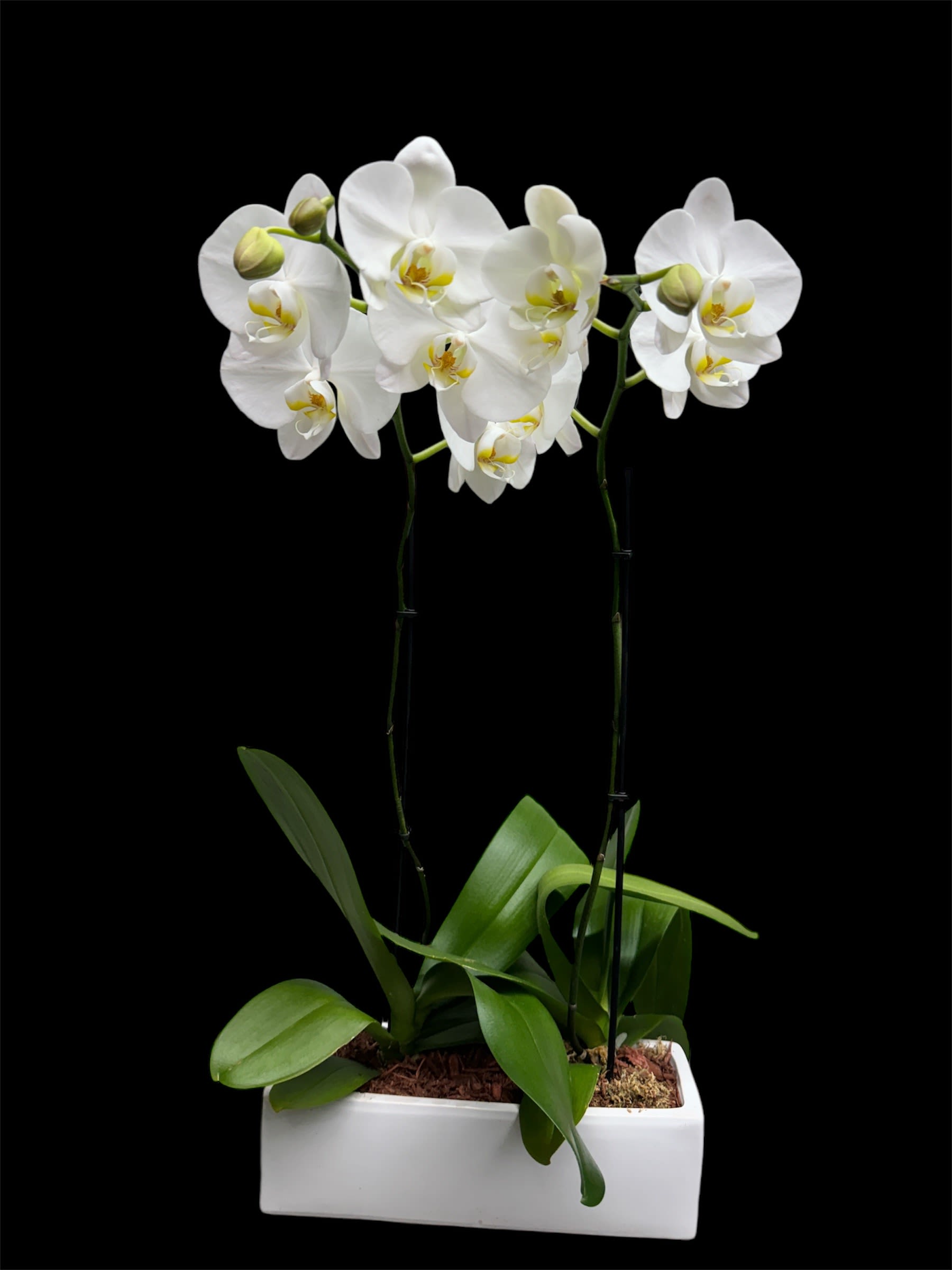White orchids in a rectangular white planter
