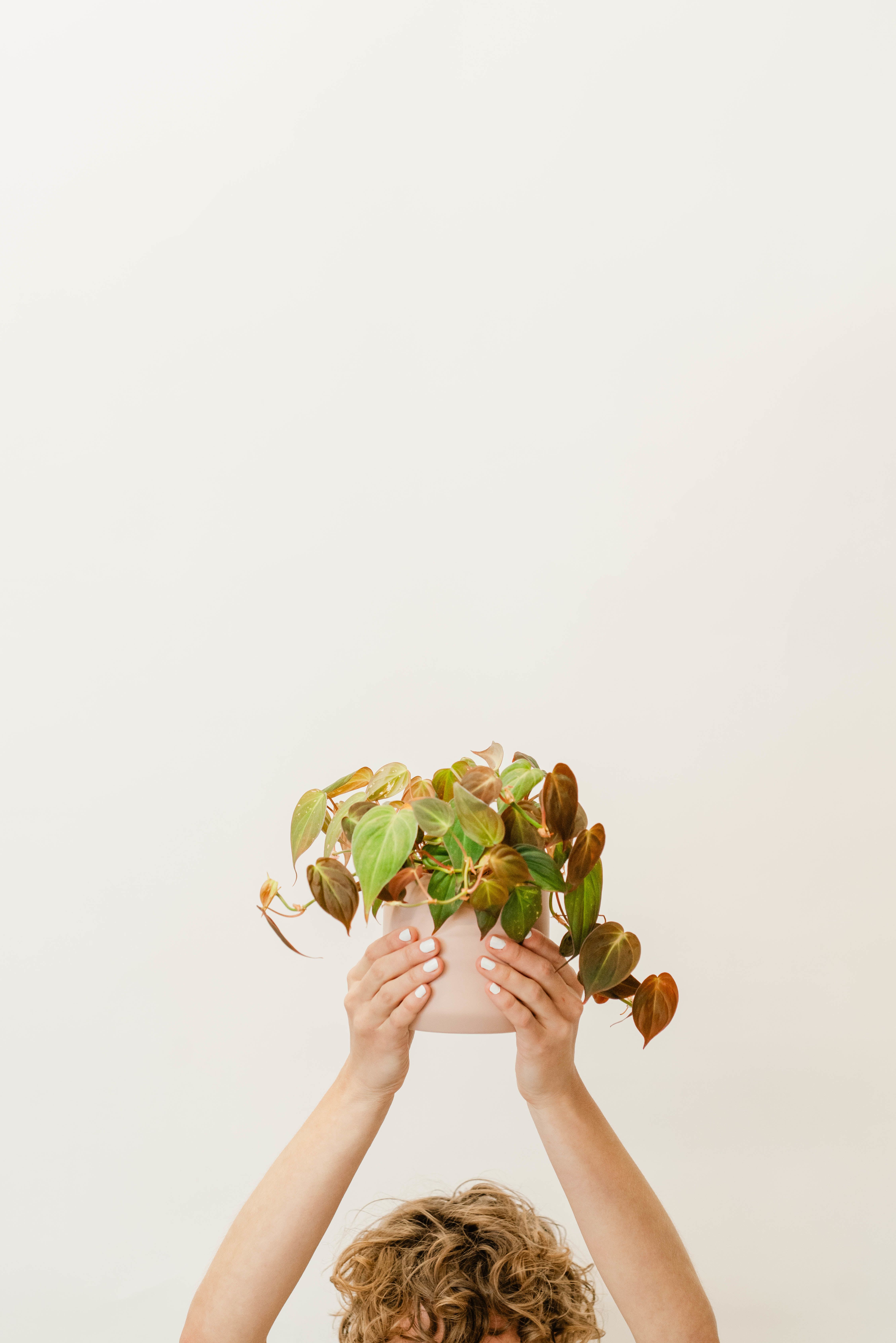 Person holding a potted trailing houseplant overhead