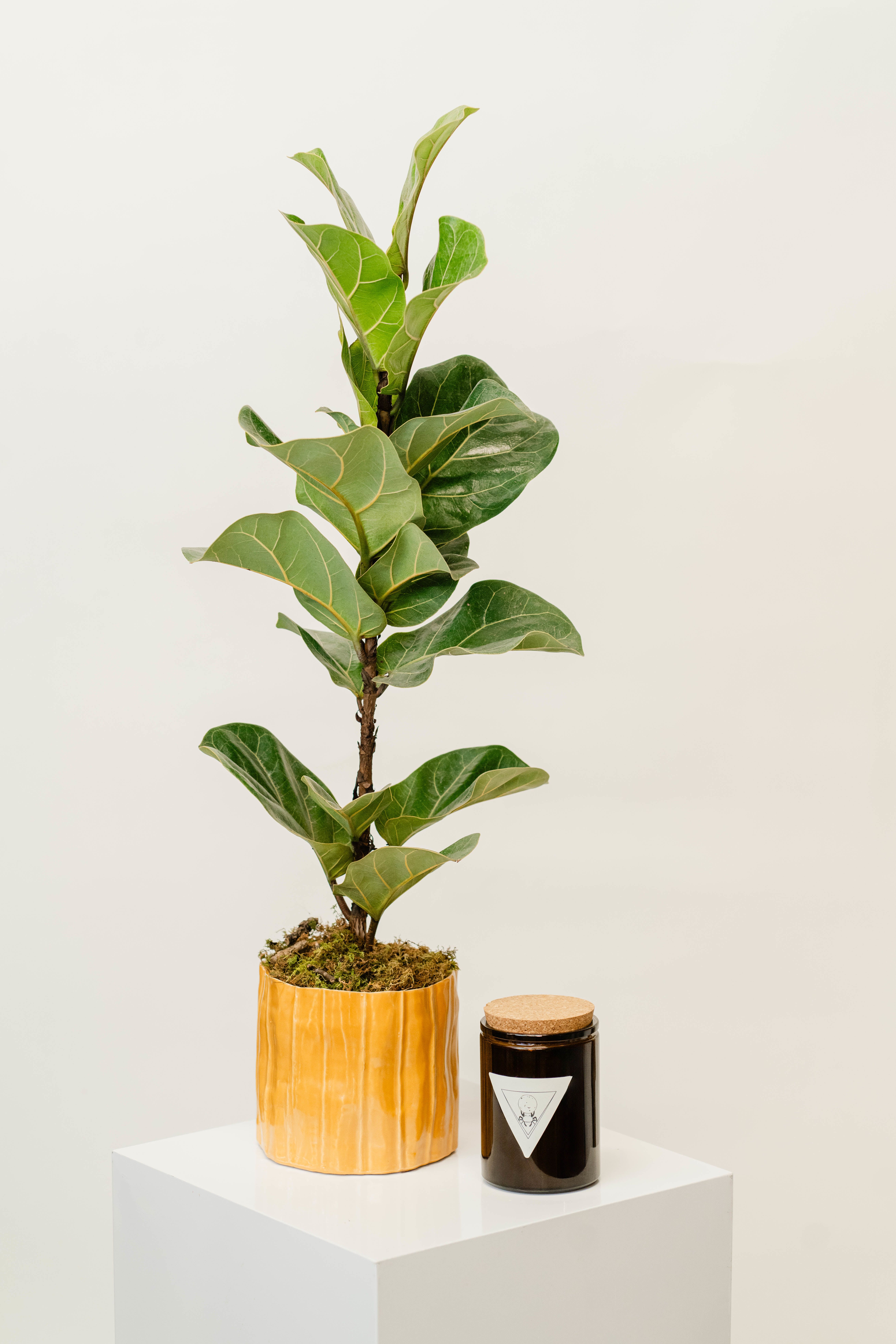 Potted fiddle leaf fig plant beside a dark candle jar