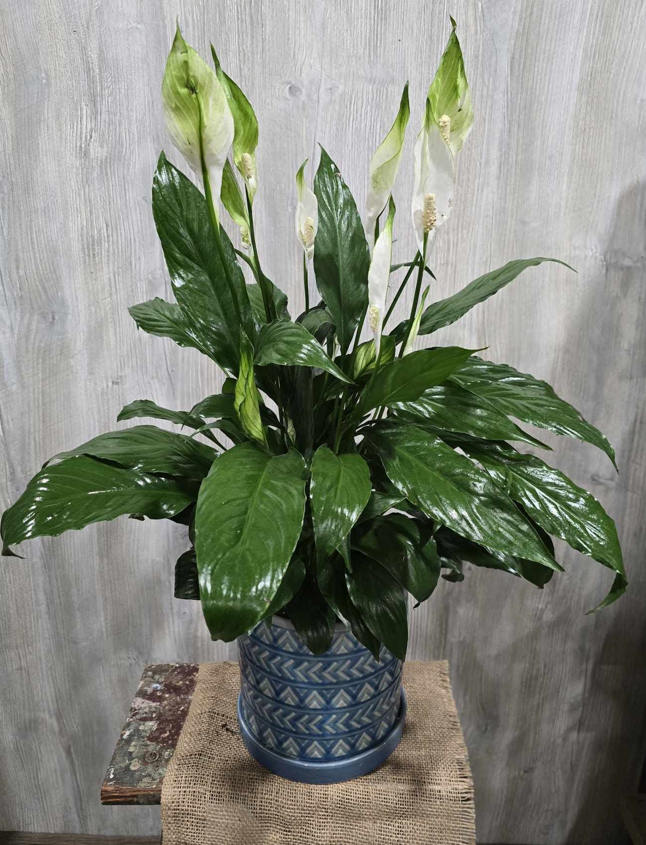 Peace Lily - 8" peace lily planted in a beautiful ceramic pot. Can be dressed up with a bow and fresh flowers with deluxe and premium pricing.