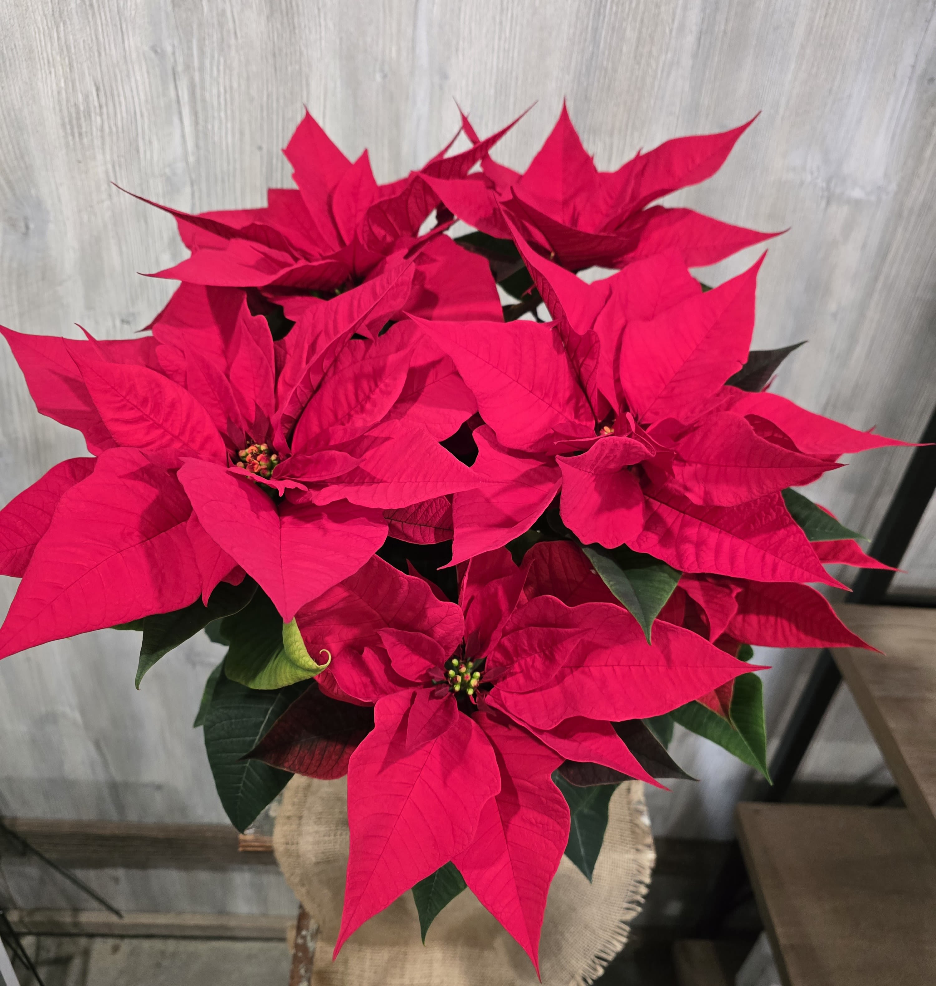 Red Poinsettia  - Beautiful full red poinsettia planted in a 6.5" pot. 