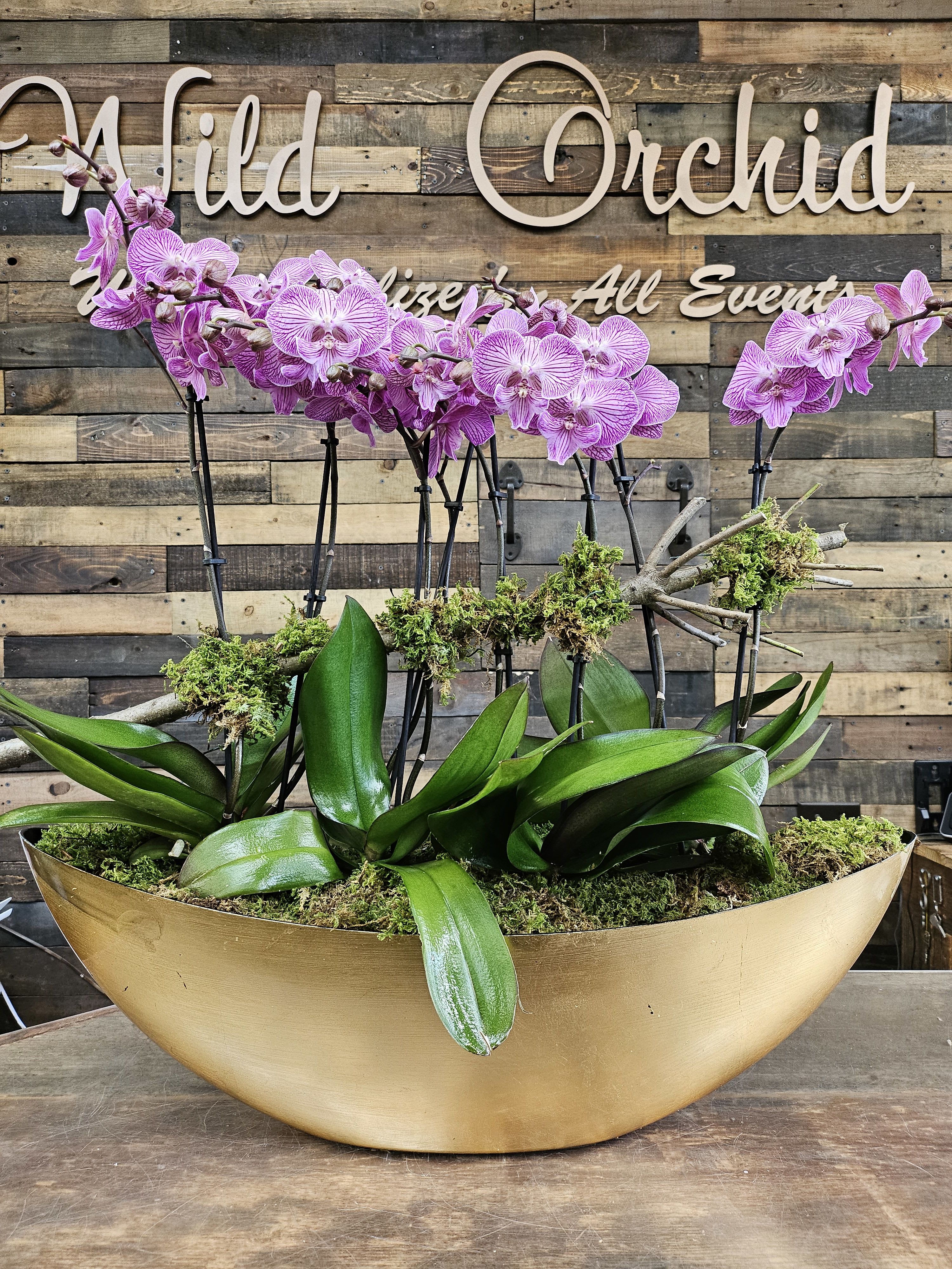 Purple orchids in a gold bowl planter with moss and broad green leaves