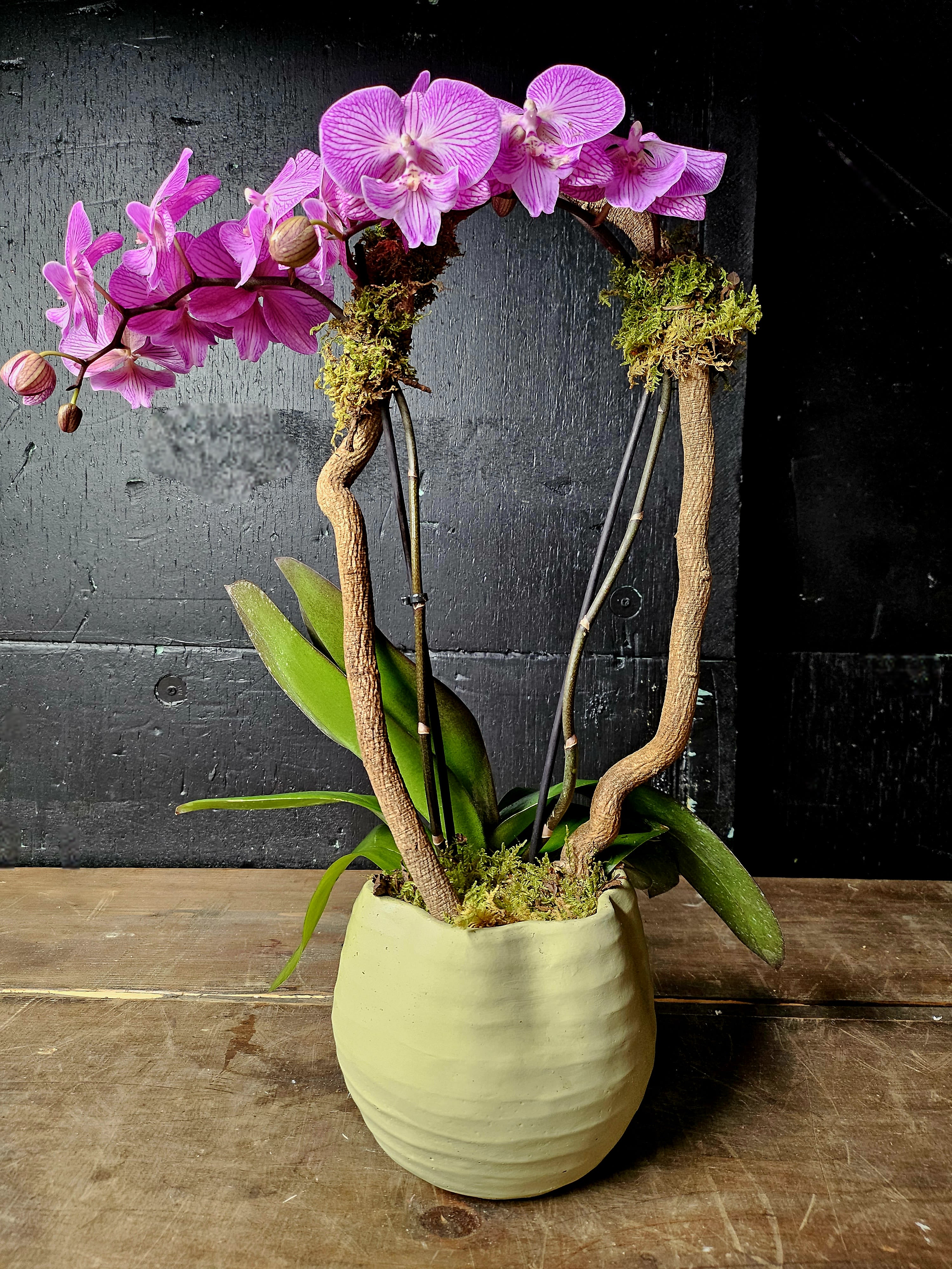 Potted pink orchid arrangement in a pale ceramic planter