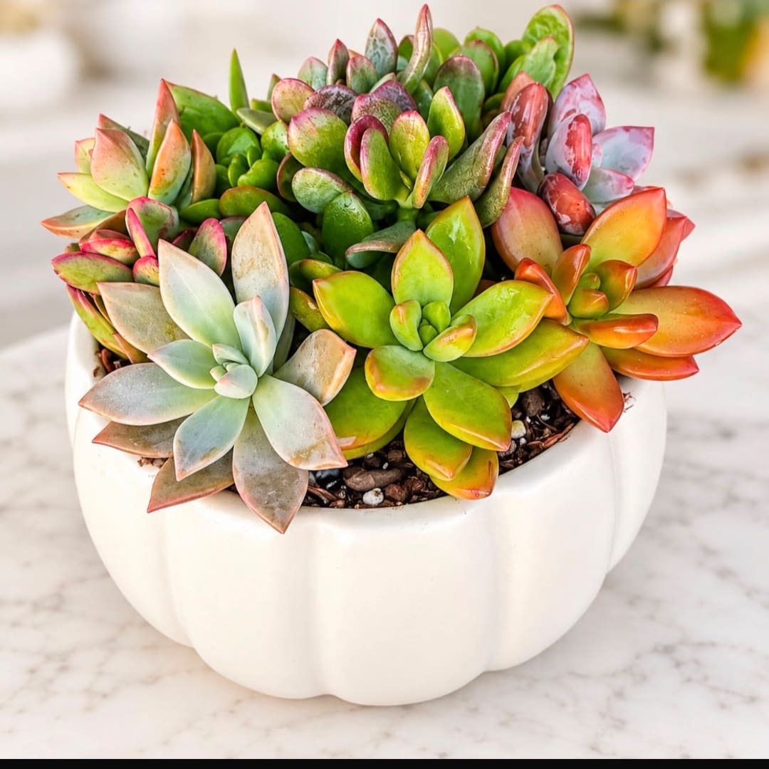 Succulent arrangement in a white pumpkin-shaped planter