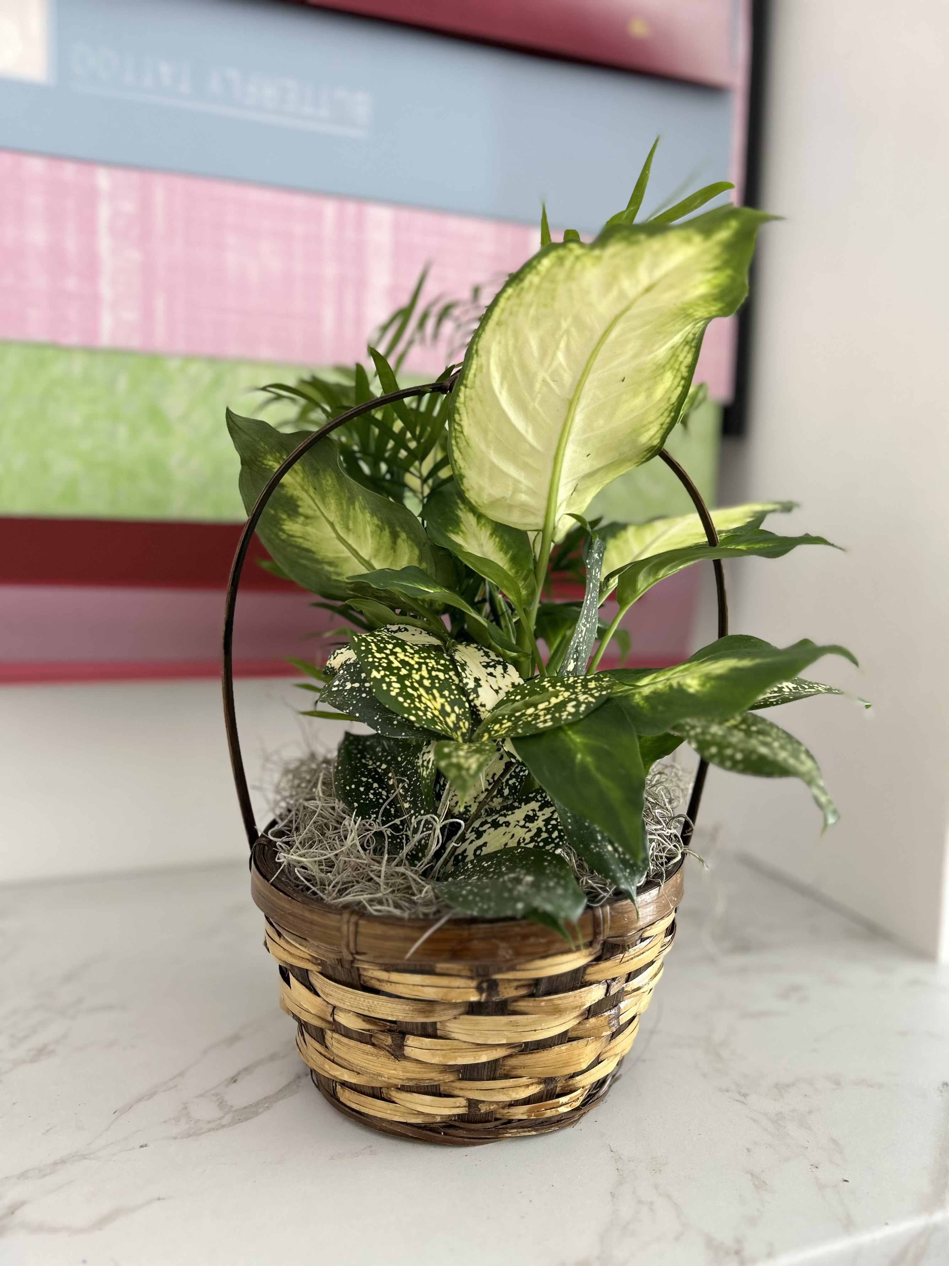 Potted leafy plant in a woven basket
