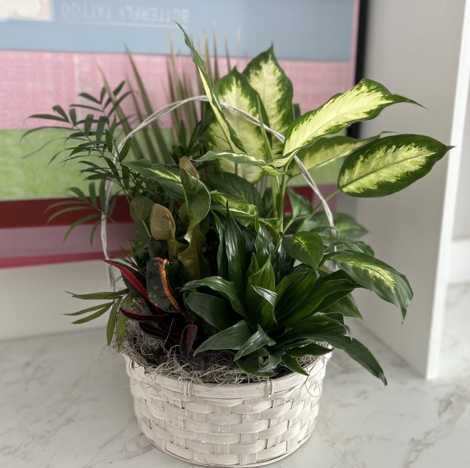 Mixed green houseplants arranged in a white woven basket