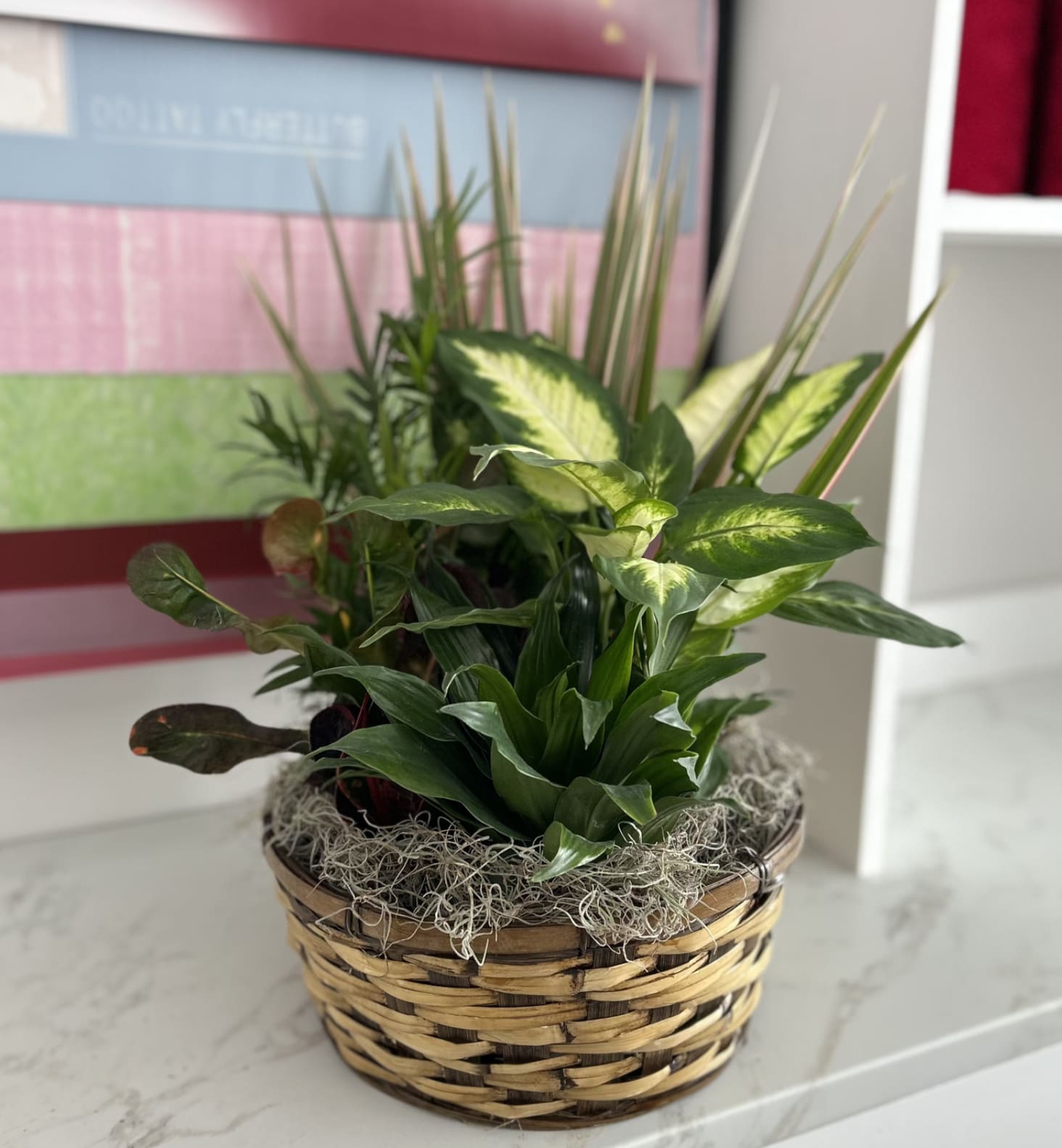 Mixed green houseplants arranged in a woven basket planter