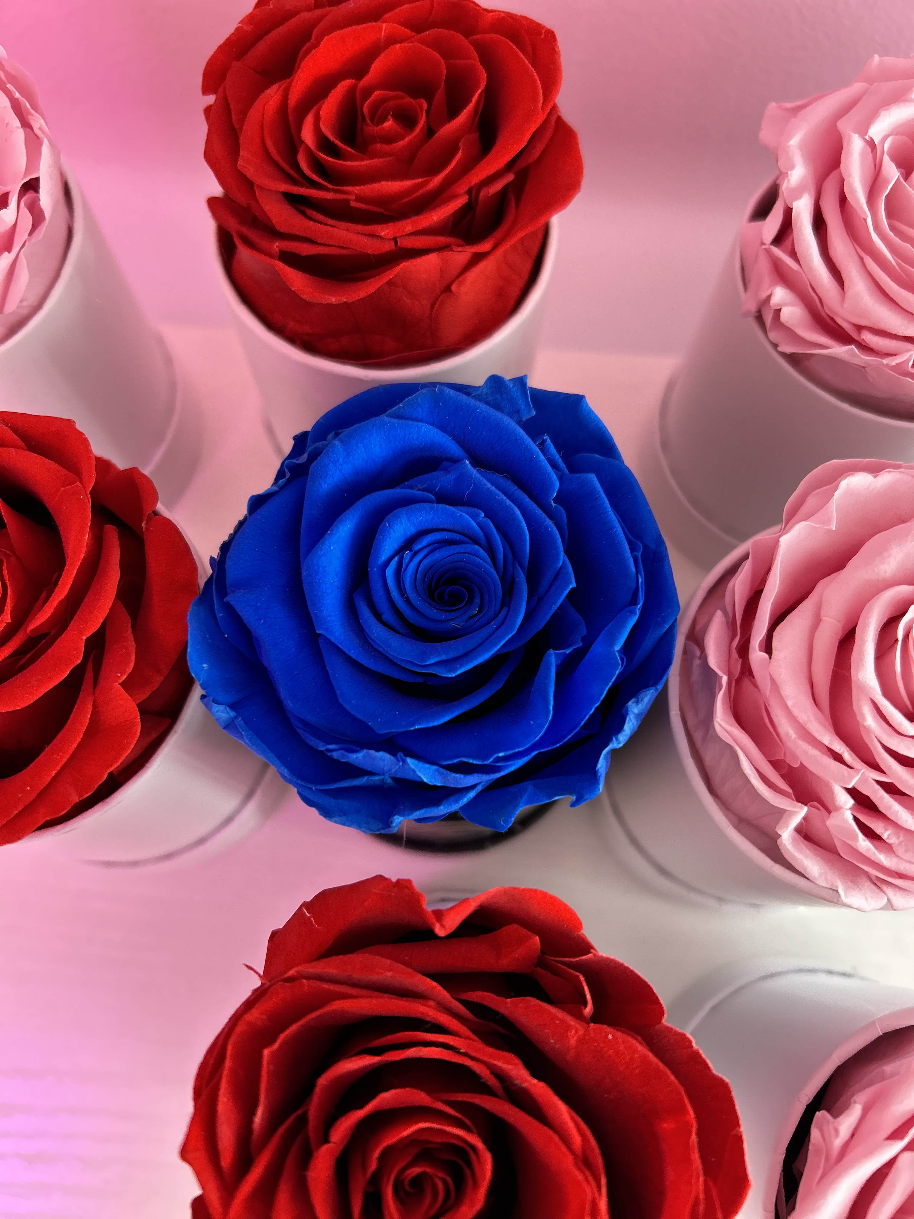 Top view of red, pink, and one blue rose displayed individually in small white cylinders