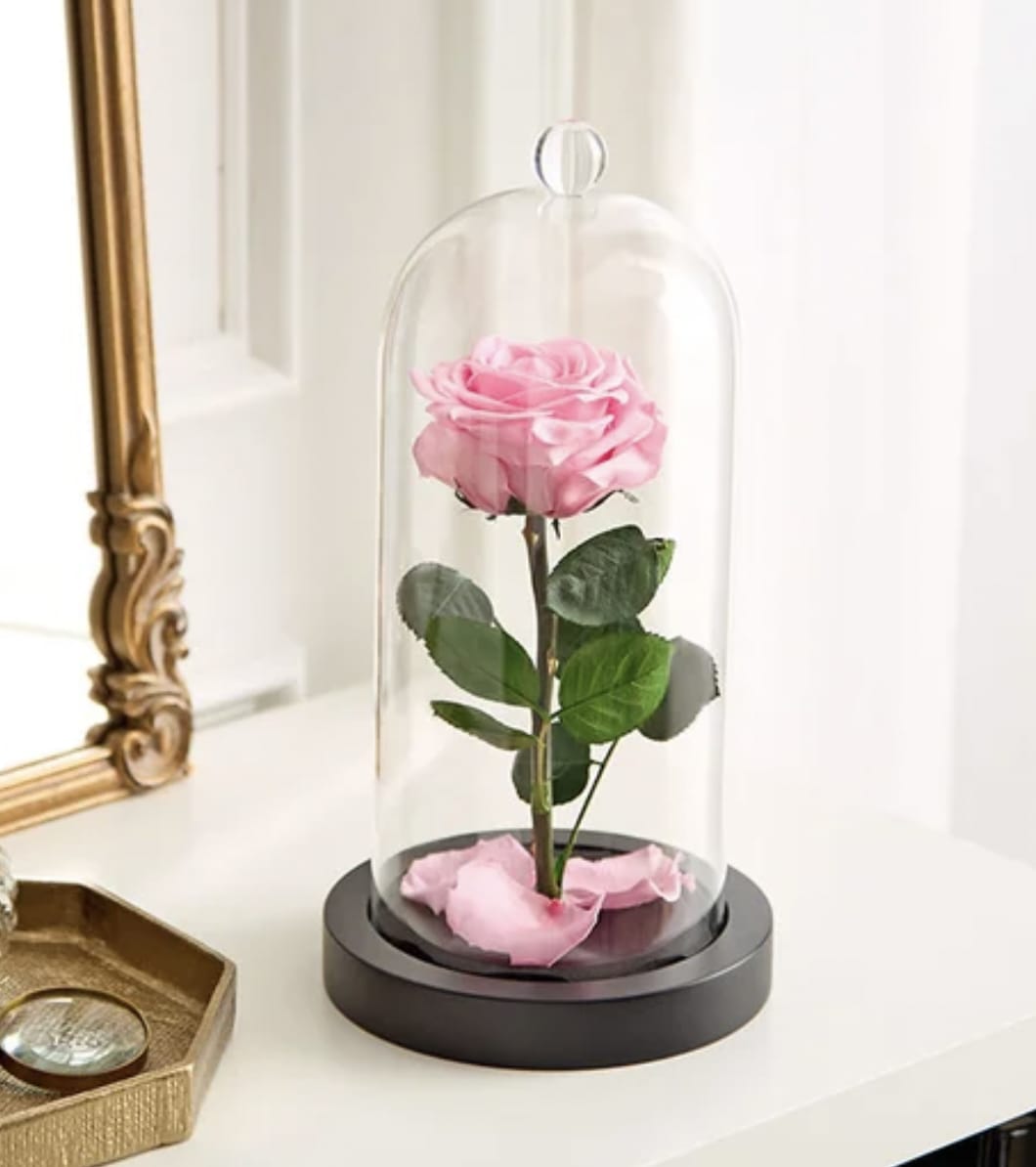 Pink rose under a glass dome on a black base
