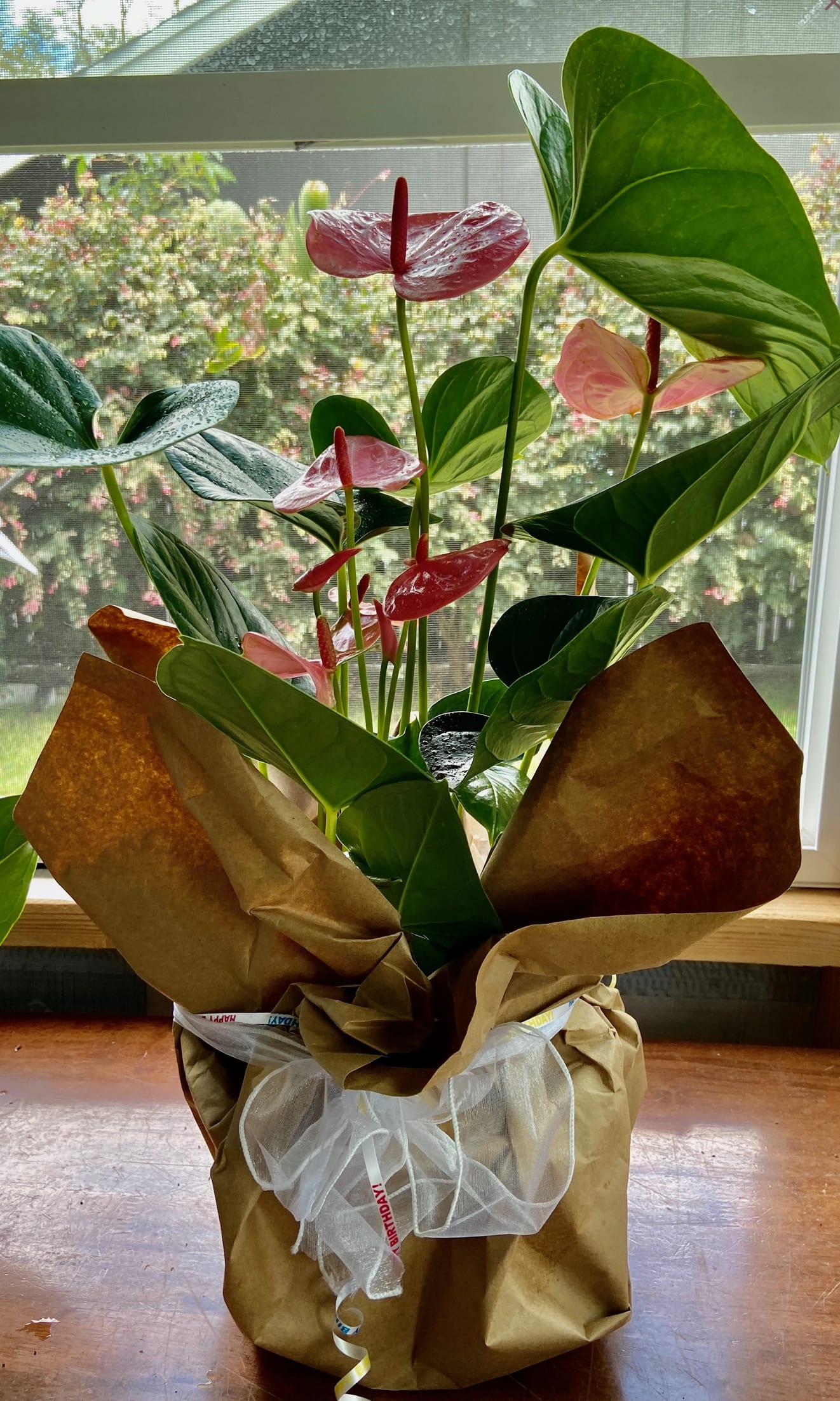 Potted green plant with pink tropical flowers wrapped in brown paper with a white bow on a wooden surface.