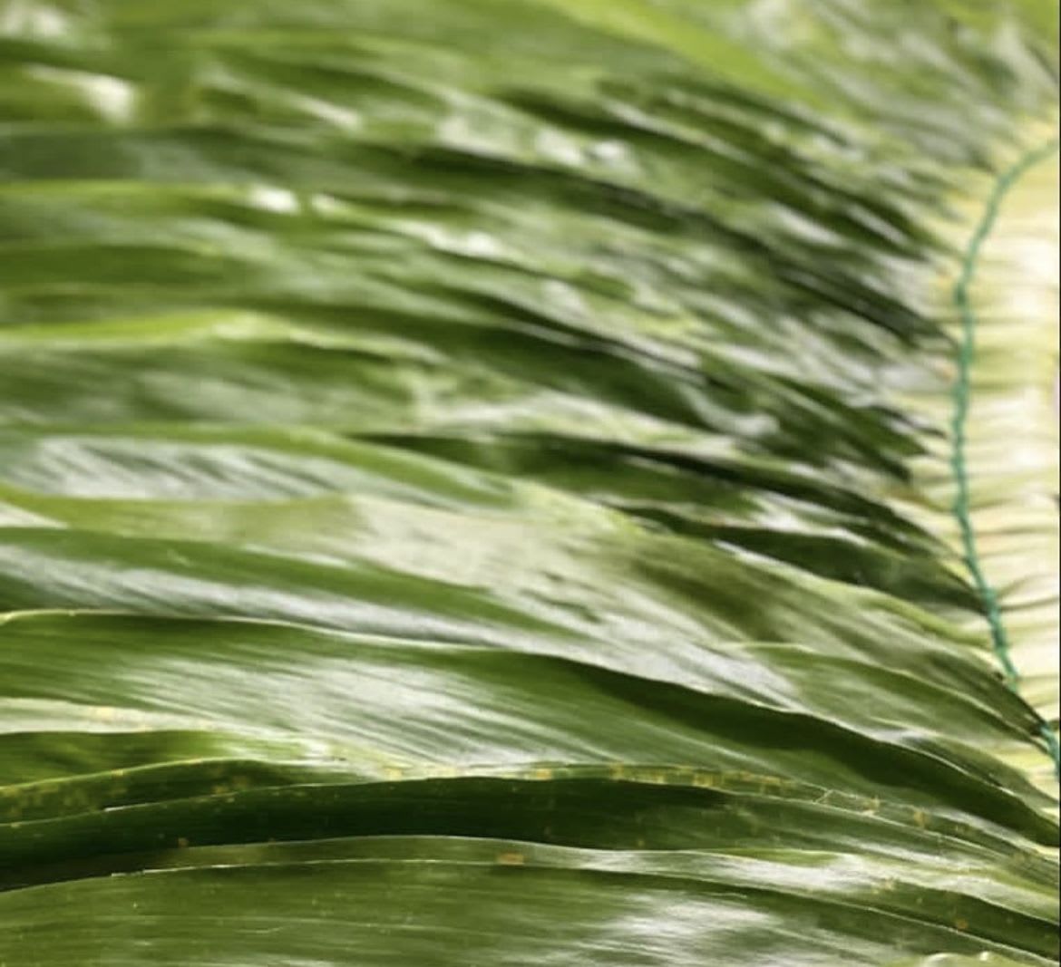 Layered long green leaves bound together with green twine