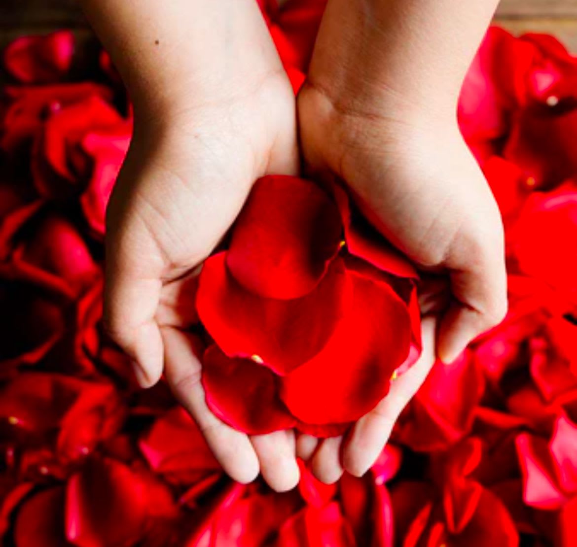Child’s cupped hands holding bright red rose petals over a bed of petals