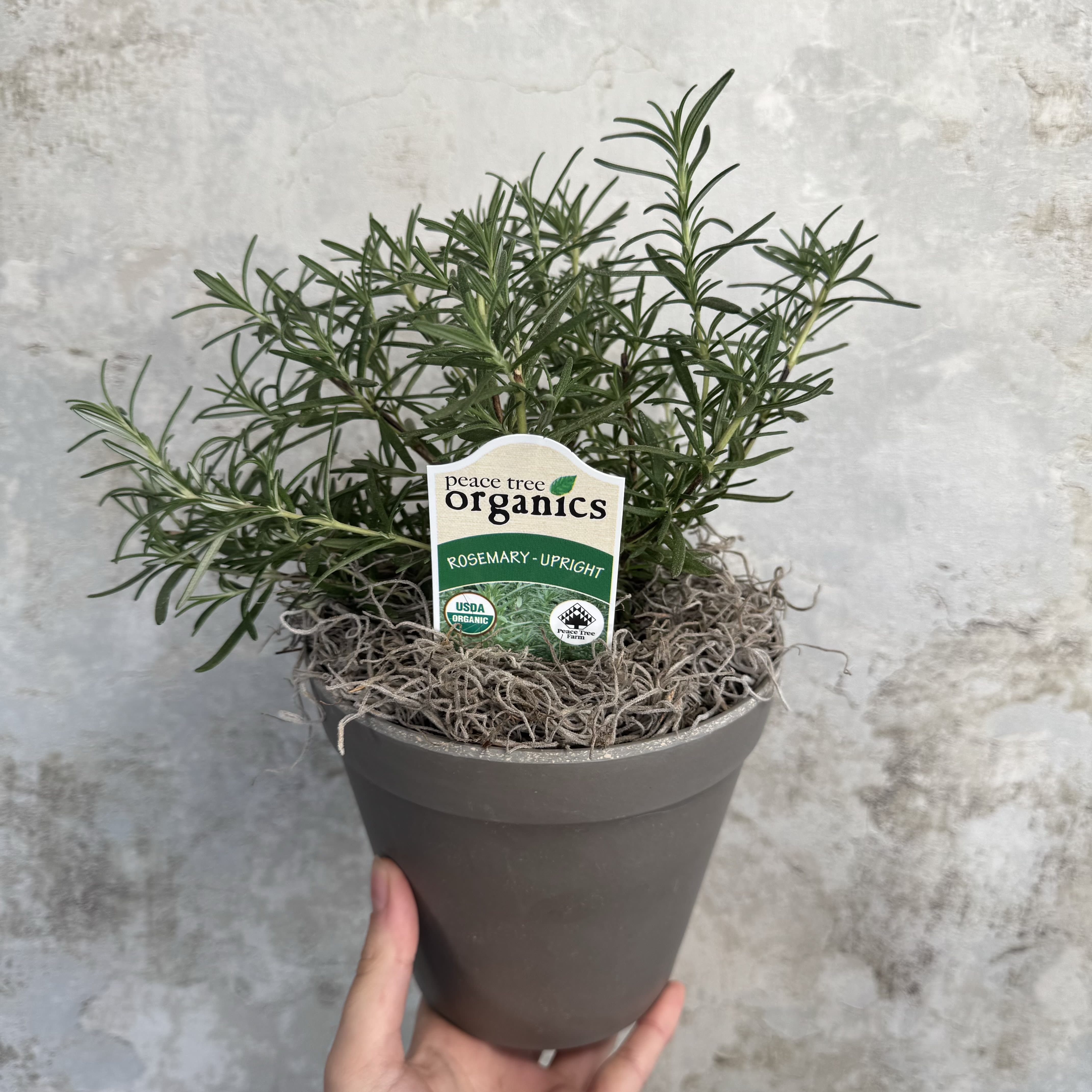 Potted rosemary plant in a gray container