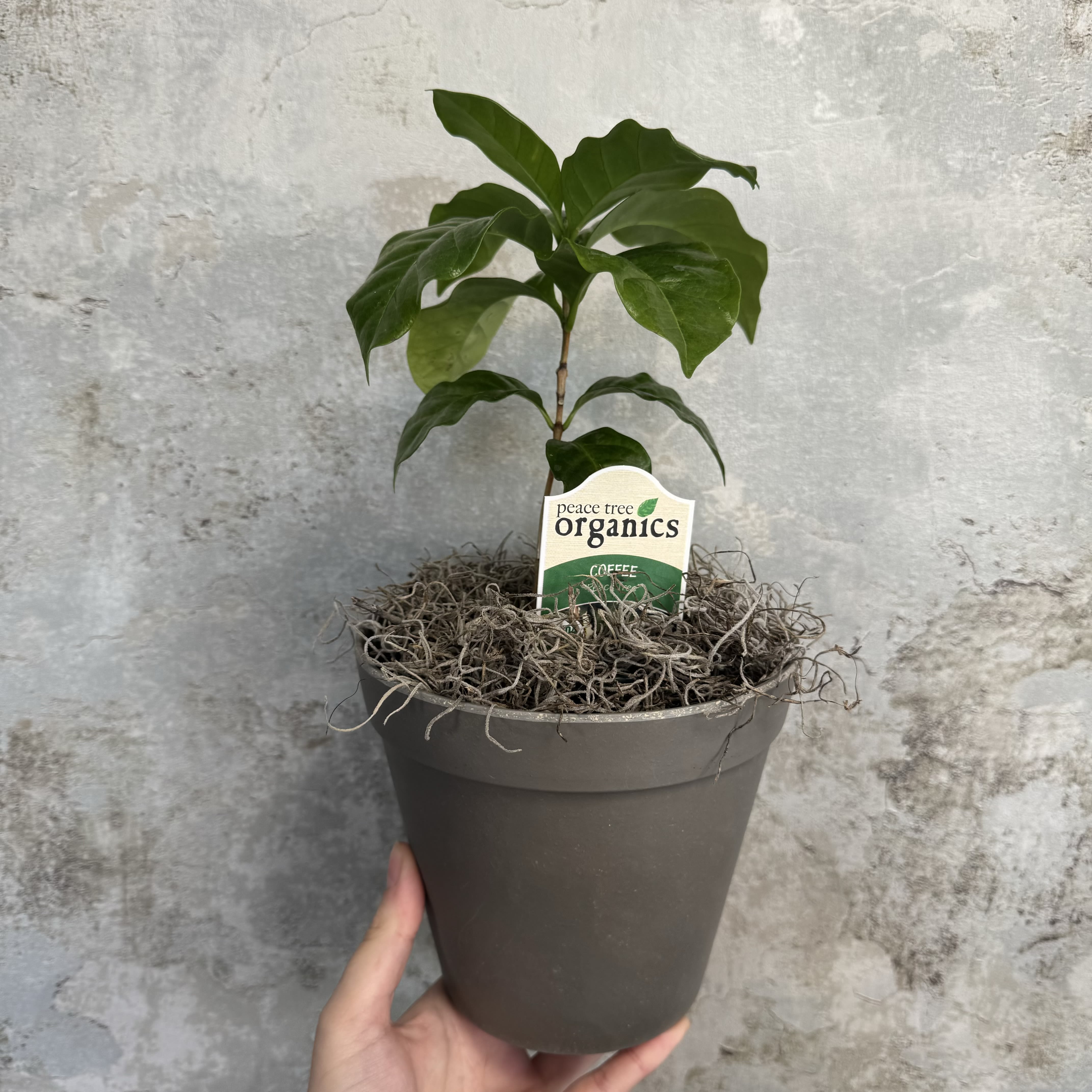 Potted green coffee plant in a gray container
