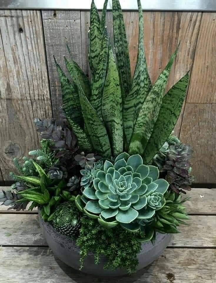 Succulent arrangement in a round planter with tall snake plants