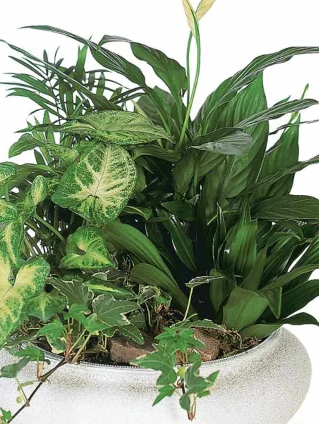 Assorted green houseplants in a white planter