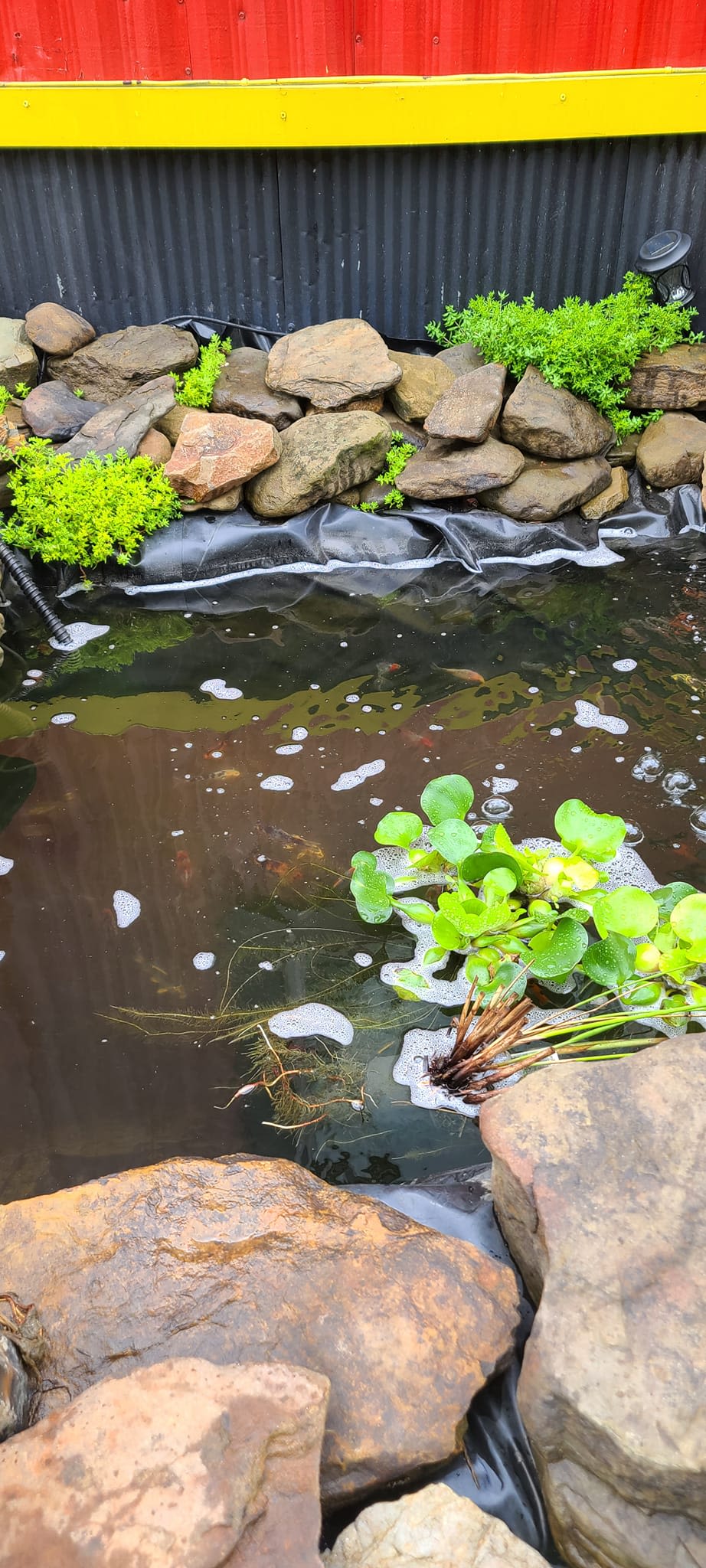 Rock-lined pond with floating green aquatic plants