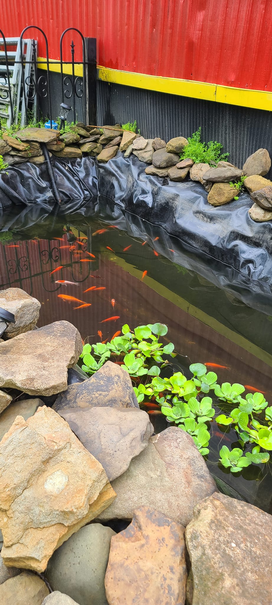 Outdoor pond with orange fish, rocks, and floating aquatic plants