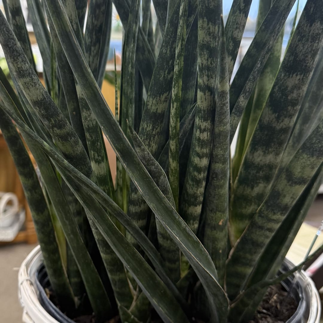 Tall snake plant in a white basket planter