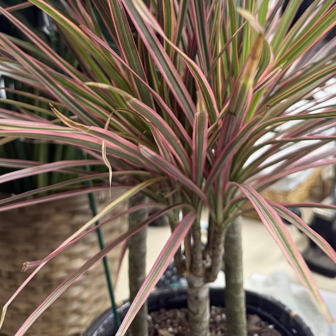 Potted dracaena plant with long pink and green striped leaves