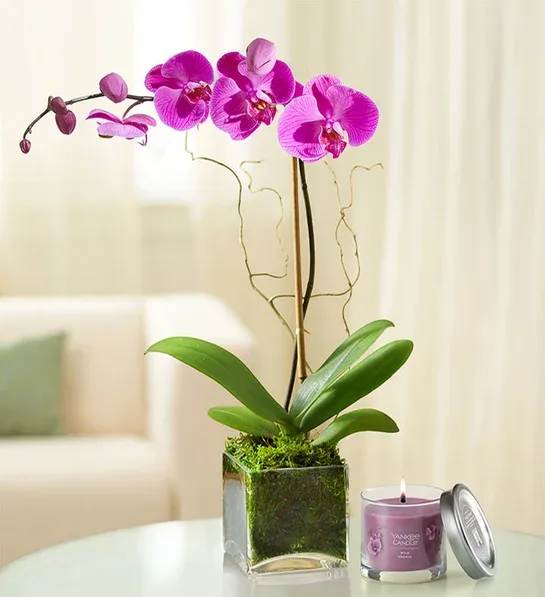 Pink orchid in a square glass planter beside a lit candle