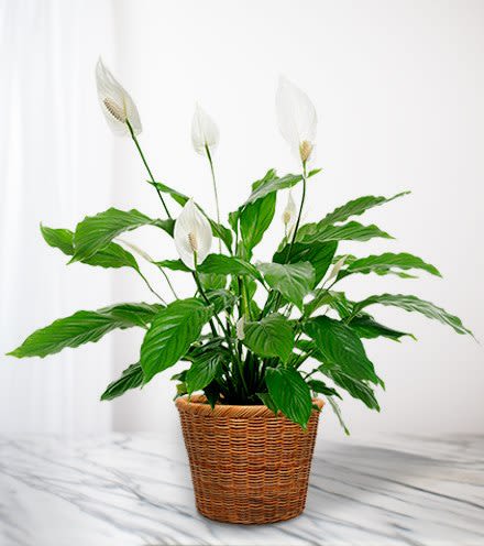 White peace lilies in a woven basket planter