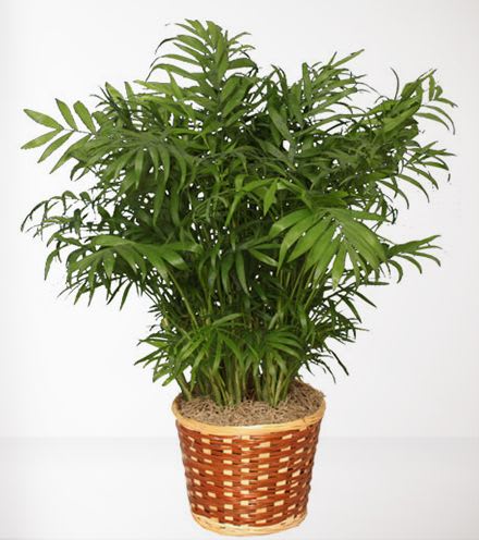 Potted palm plant in a woven basket