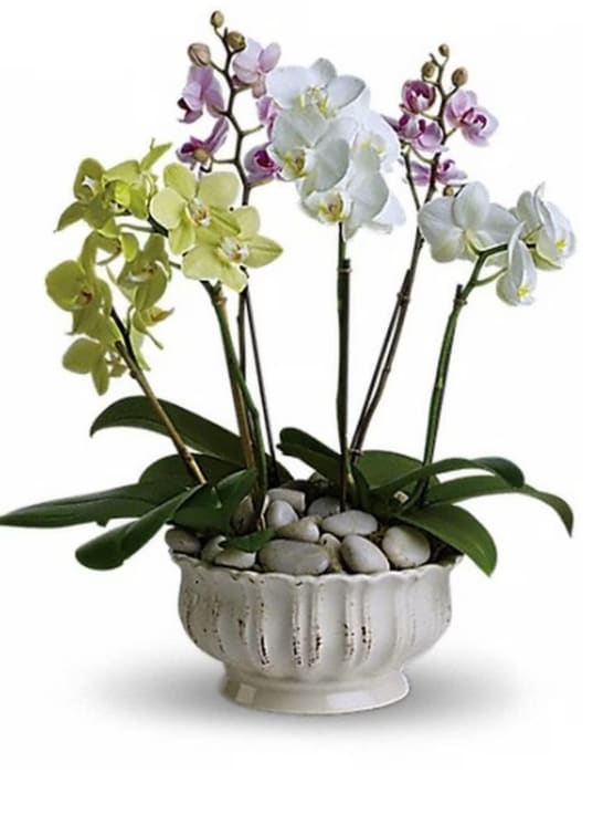 Circus orchids  - Circus orchids is a. beautiful combination of medium phalenopsis orchids in a beautiful white container 