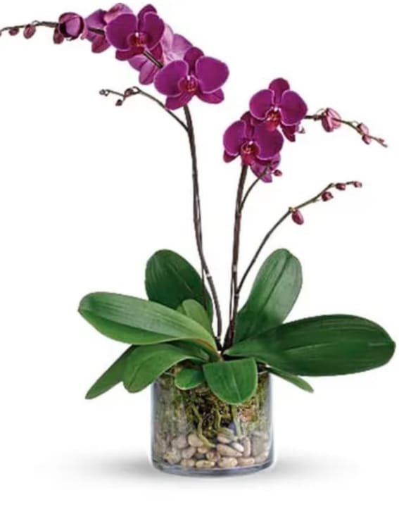Purple orchid - Modern glass container with a beautiful purple Orchid and river rocks 