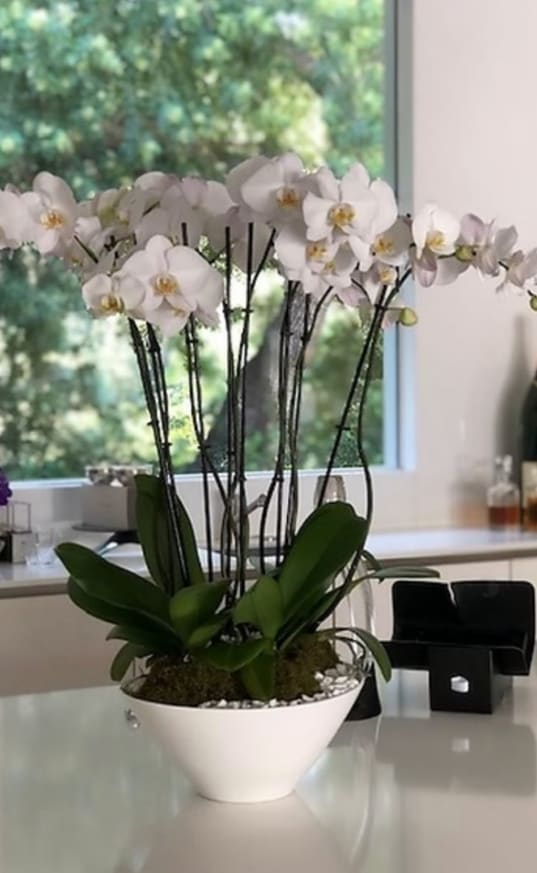 Wave of orchids  - Gorgeous orchids arrangement in a beautiful white container, each and every orchid carefully selected  to provided the best quality possible. 