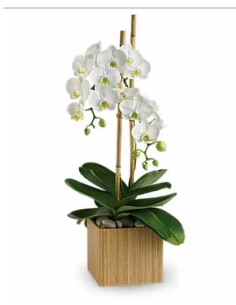 White Orchid - White orchid in a natural square box