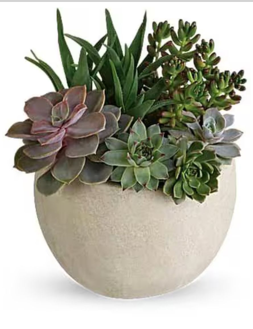 Succulent arrangement in a beige ceramic pot