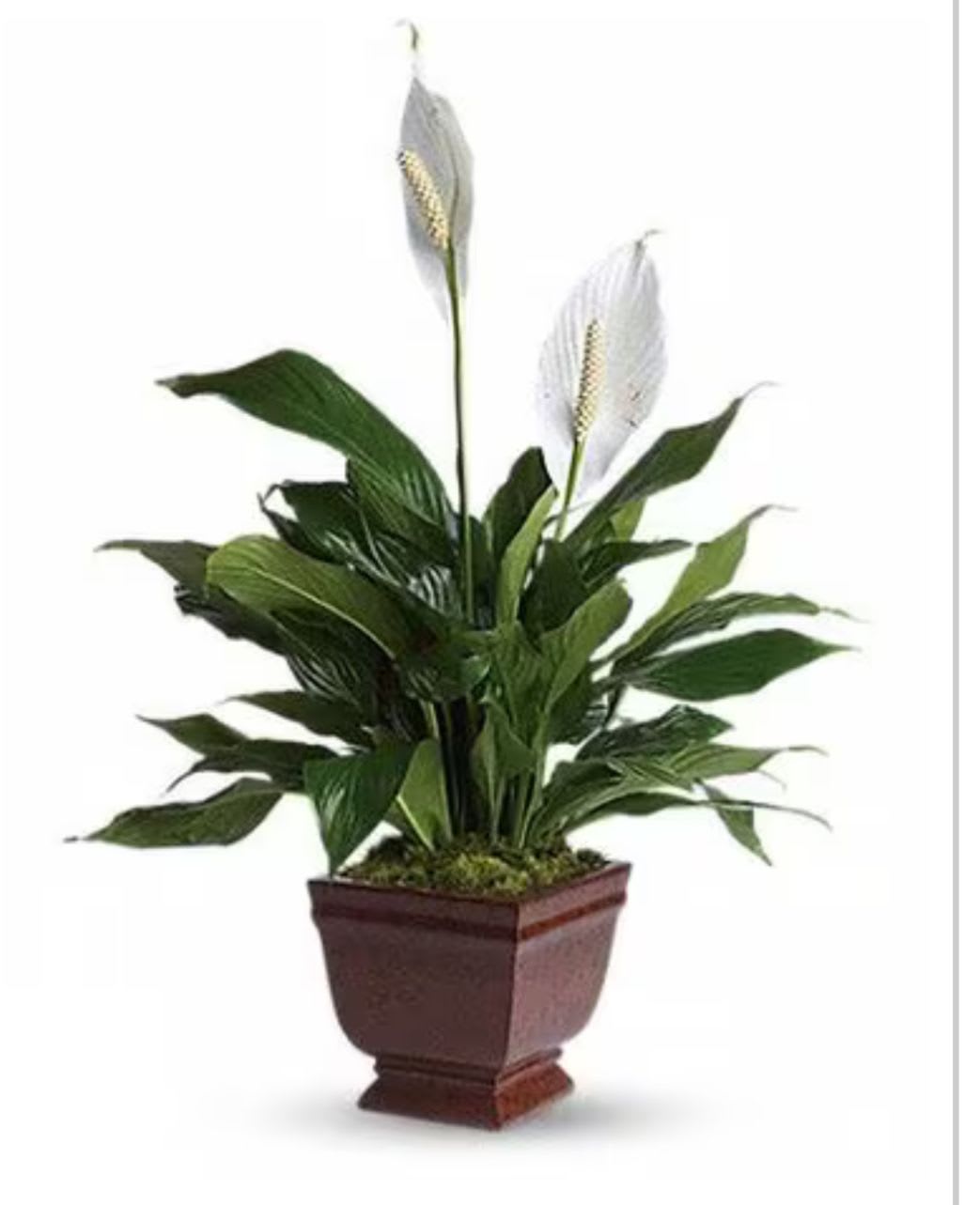 Potted peace lily plant with white blooms in a brown planter