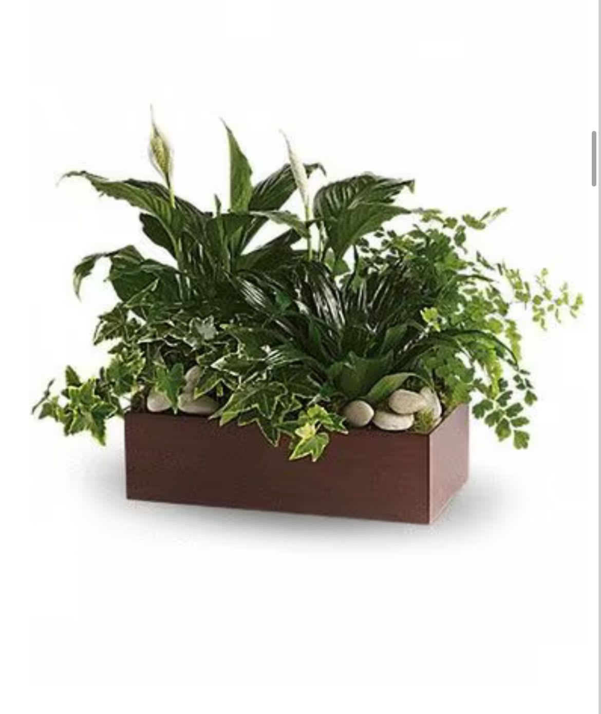Rectangular planter with assorted green houseplants and white blooms