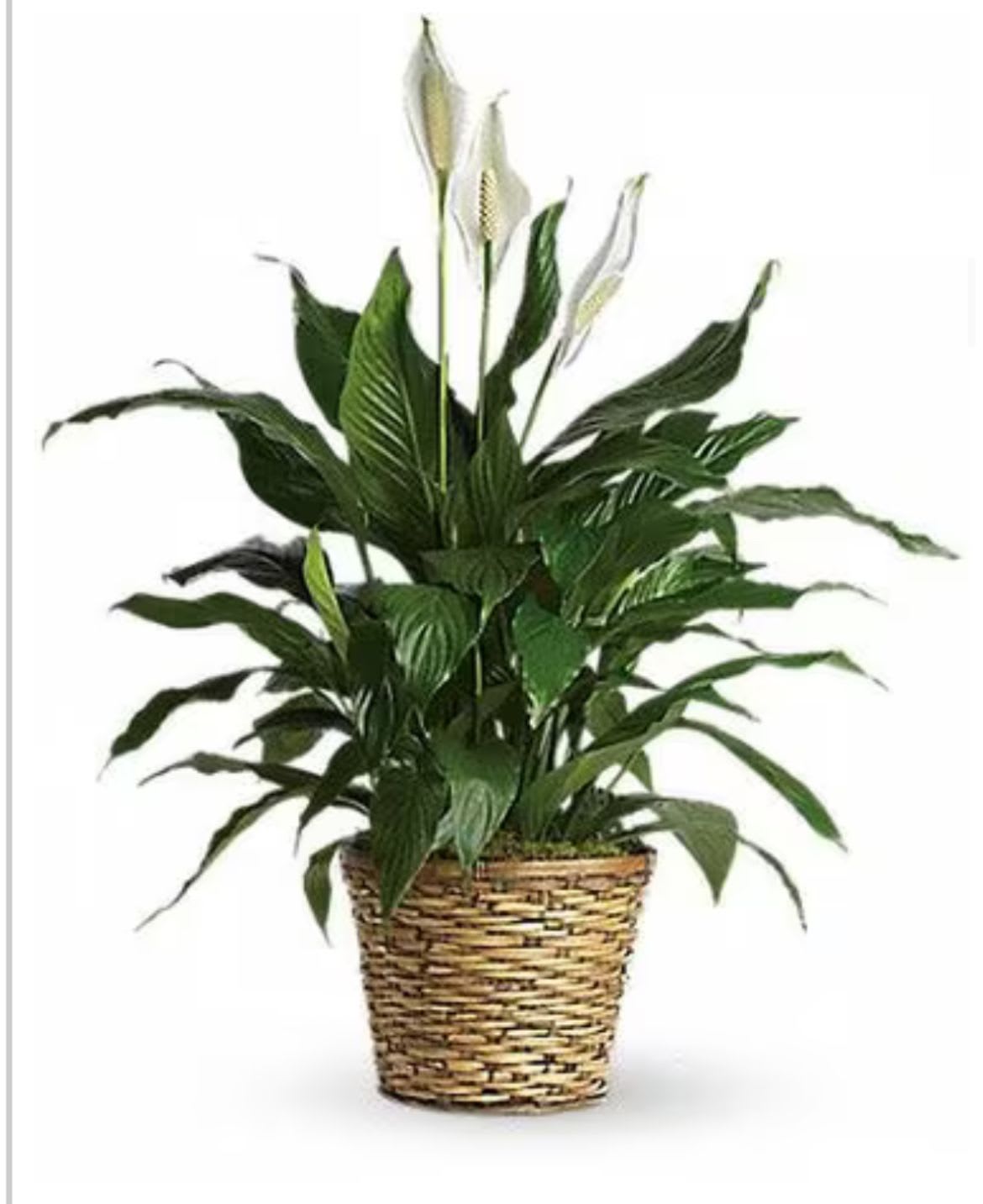 Potted peace lily with white blooms in a woven basket