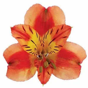 Orange and red lily bloom with striped petals on a white background