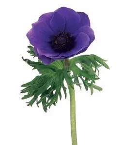 Single purple anemone bloom with green foliage