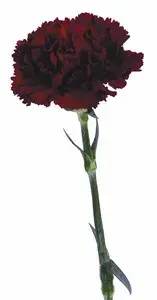 Single dark red carnation on a stem