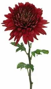 Single red chrysanthemum bloom on a stem