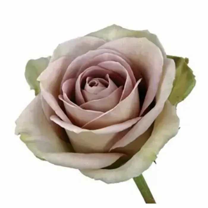Single pale pink rose on a white background